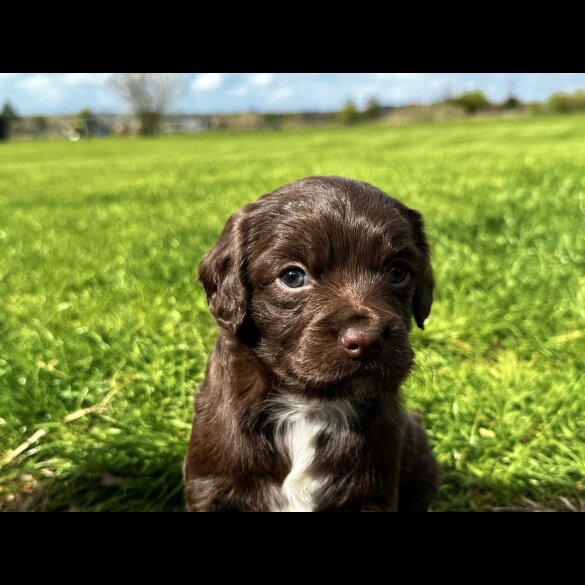 Cocker Spaniel (Working)