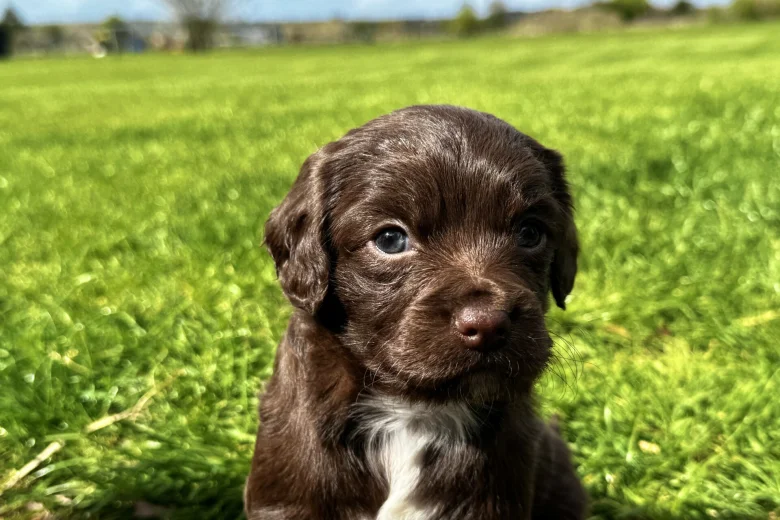 Cocker Spaniel (Working)