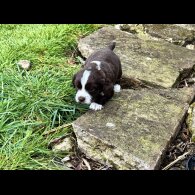 Cocker Spaniel (Working)
