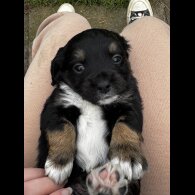 Cocker Spaniel (Working)