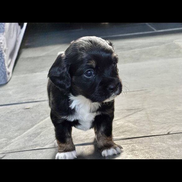 Cocker Spaniel (Working)