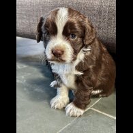 Cocker Spaniel (Working)