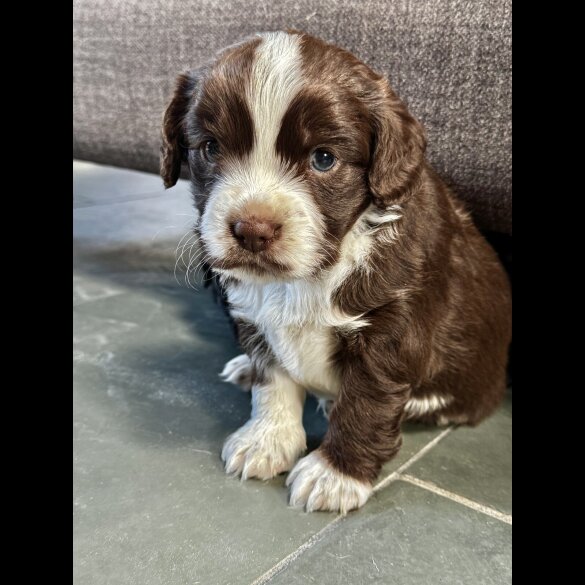 Cocker Spaniel (Working)