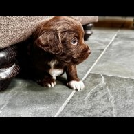 Cocker Spaniel (Working)