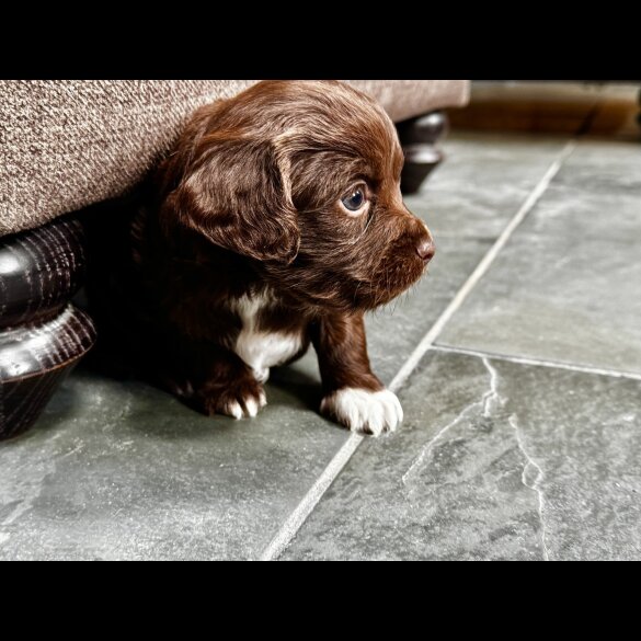 Cocker Spaniel (Working)