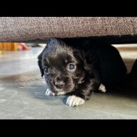 Cocker Spaniel (Working)