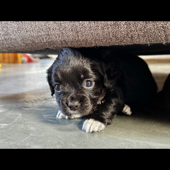 Cocker Spaniel (Working)