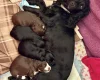 Cocker Spaniel (Working)