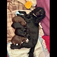 Cocker Spaniel (Working)