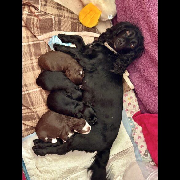 Cocker Spaniel (Working)