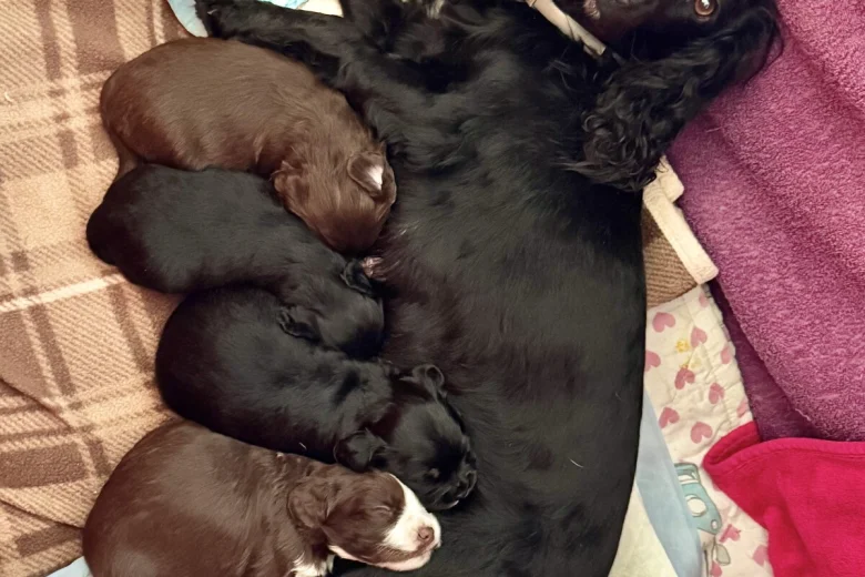 Cocker Spaniel (Working)