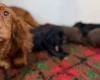 Cocker Spaniel (Working)