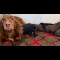 Cocker Spaniel (Working)