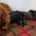 Cocker Spaniel (Working)