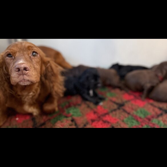 Cocker Spaniel (Working)