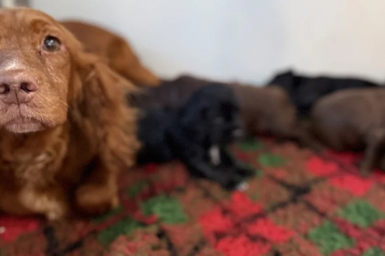 Cocker Spaniel (Working)