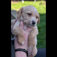 Mixed Breed