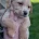 Mixed Breed