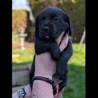Mixed Breed