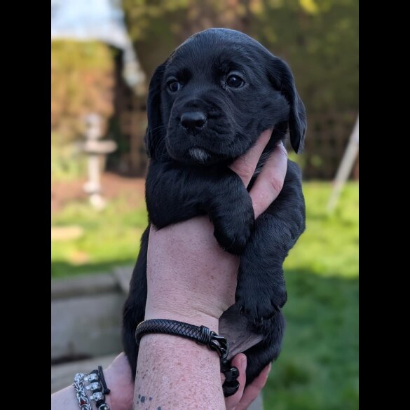 Mixed Breed