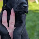 Mixed Breed