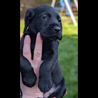 Mixed Breed