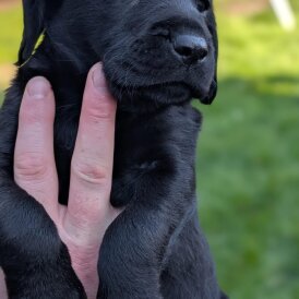 Mixed Breed