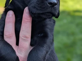 Mixed Breed