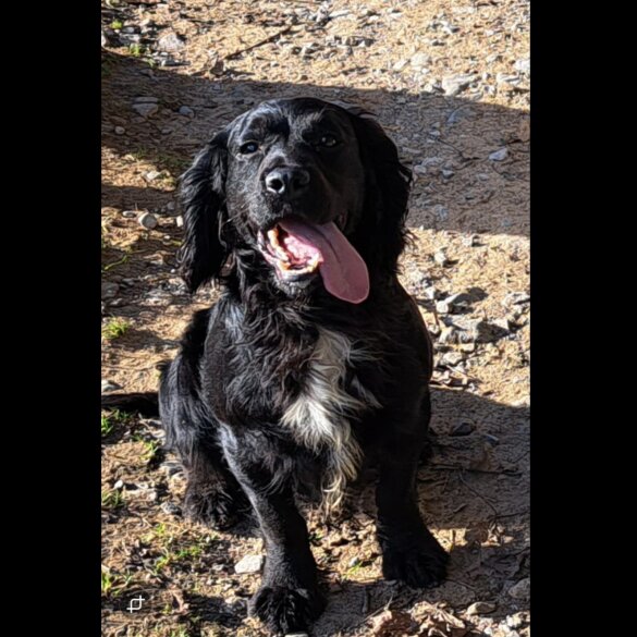 Mixed Breed