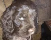 Cocker Spaniel (Show)