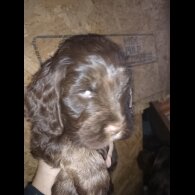 Cocker Spaniel (Show)