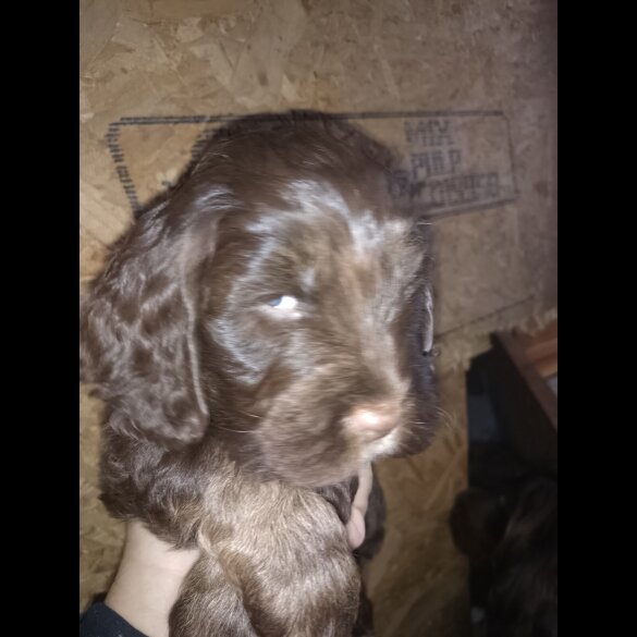 Cocker Spaniel (Show)