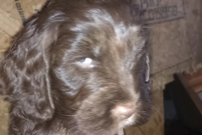 Cocker Spaniel (Show)
