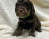 Cocker Spaniel (Show)