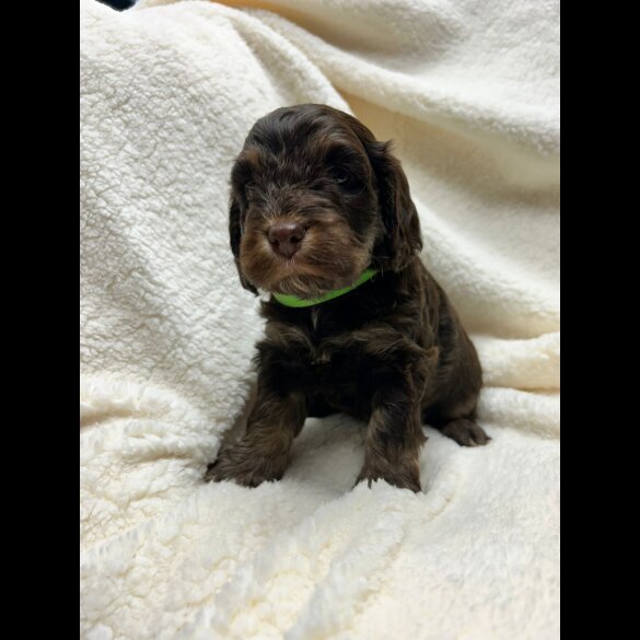 Cocker Spaniel (Show)