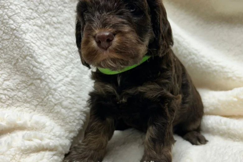 Cocker Spaniel (Show)