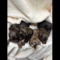 Cocker Spaniel (Show)