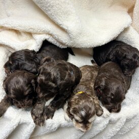 Cocker Spaniel (Show)