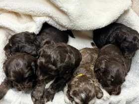 Cocker Spaniel (Show)