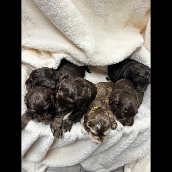 Cocker Spaniel (Show)