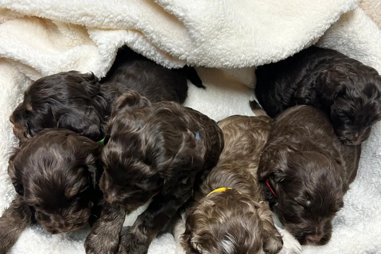 Cocker Spaniel (Show)