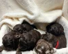 Cocker Spaniel (Show)