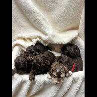 Cocker Spaniel (Show)