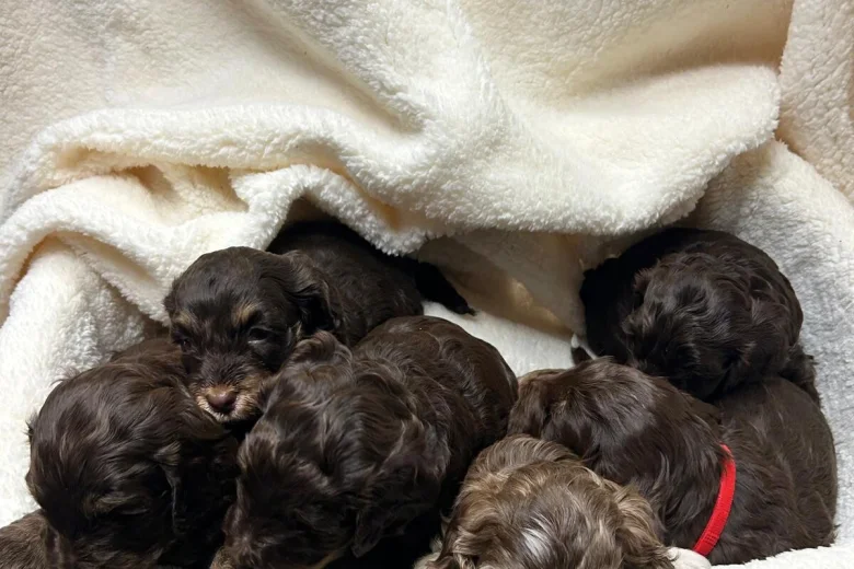 Cocker Spaniel (Show)
