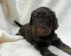 Cocker Spaniel (Show)