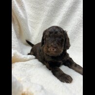 Cocker Spaniel (Show)