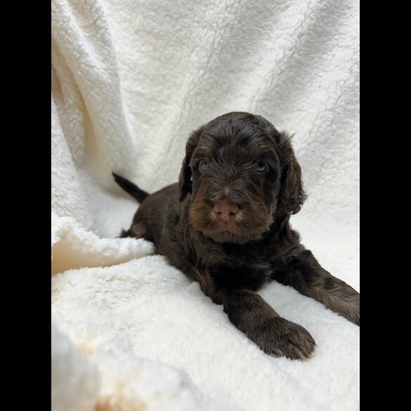 Cocker Spaniel (Show)