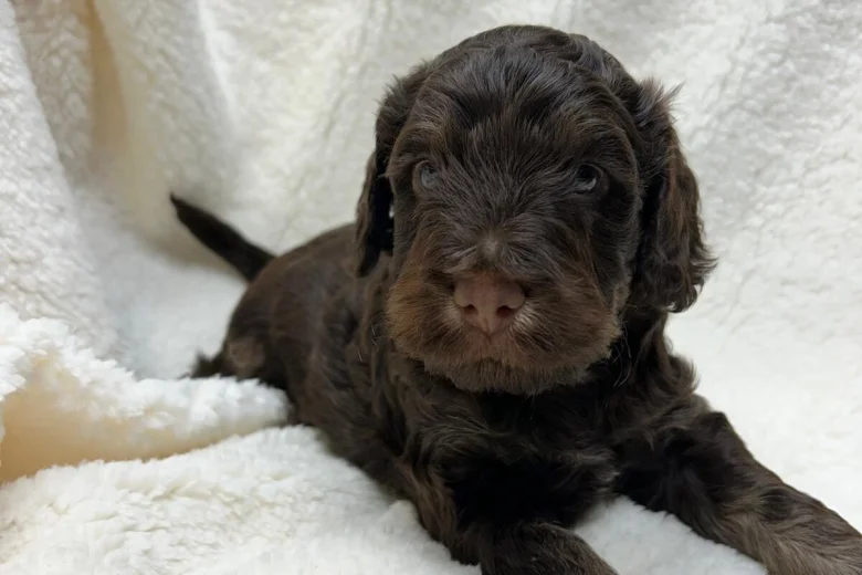 Cocker Spaniel (Show)