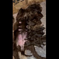 Cocker Spaniel (Show)