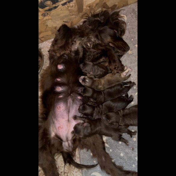 Cocker Spaniel (Show)